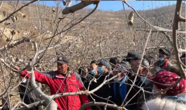 安博站官网登录入口在静宁帮扶村开展冬季果园管理培训(图5)